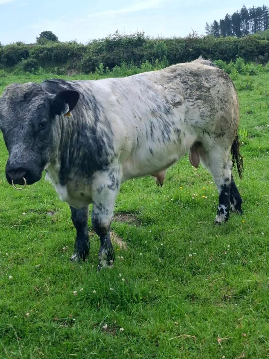Bull - Image 1