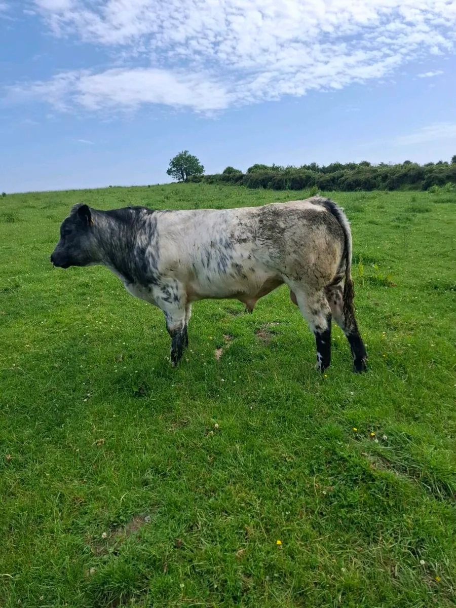 Bull - Image 2