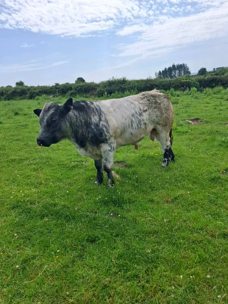 Bull - Image 3