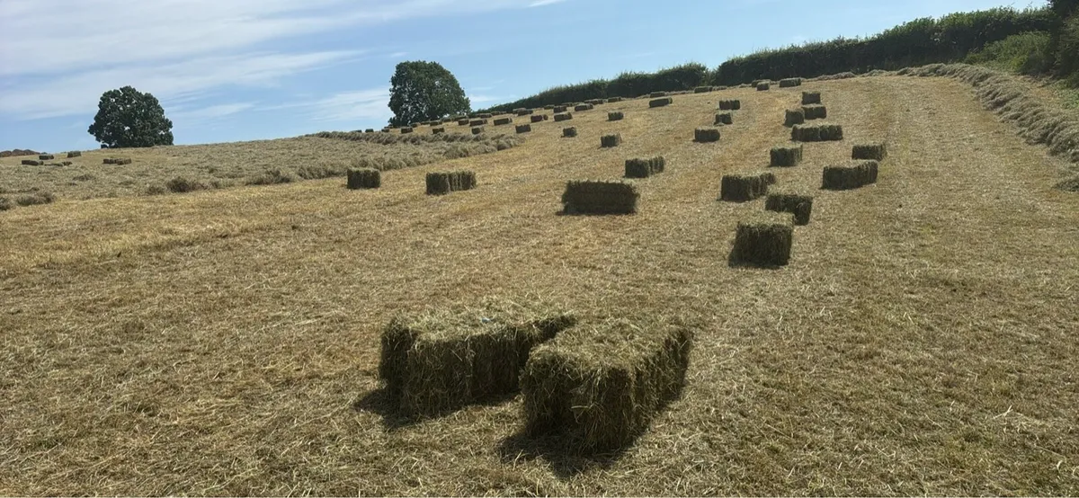Hay animal feed - Image 2