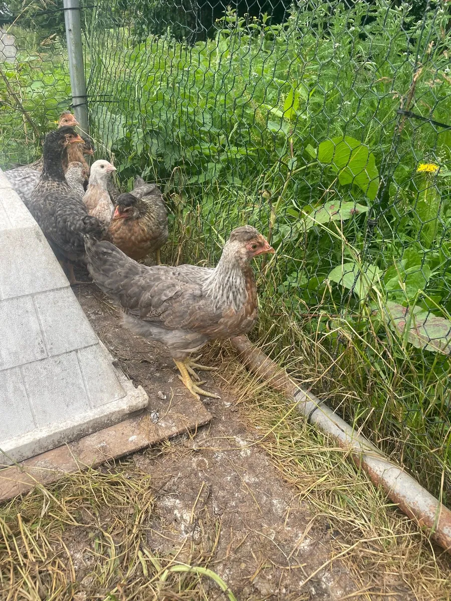 PUREBRED CREAM LEGBAR PULLETS - Image 1