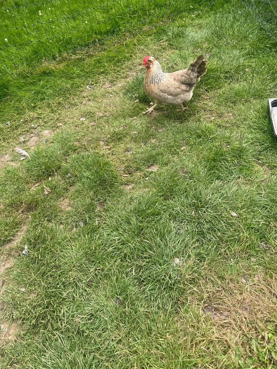 PUREBRED CREAM LEGBAR PULLETS - Image 4