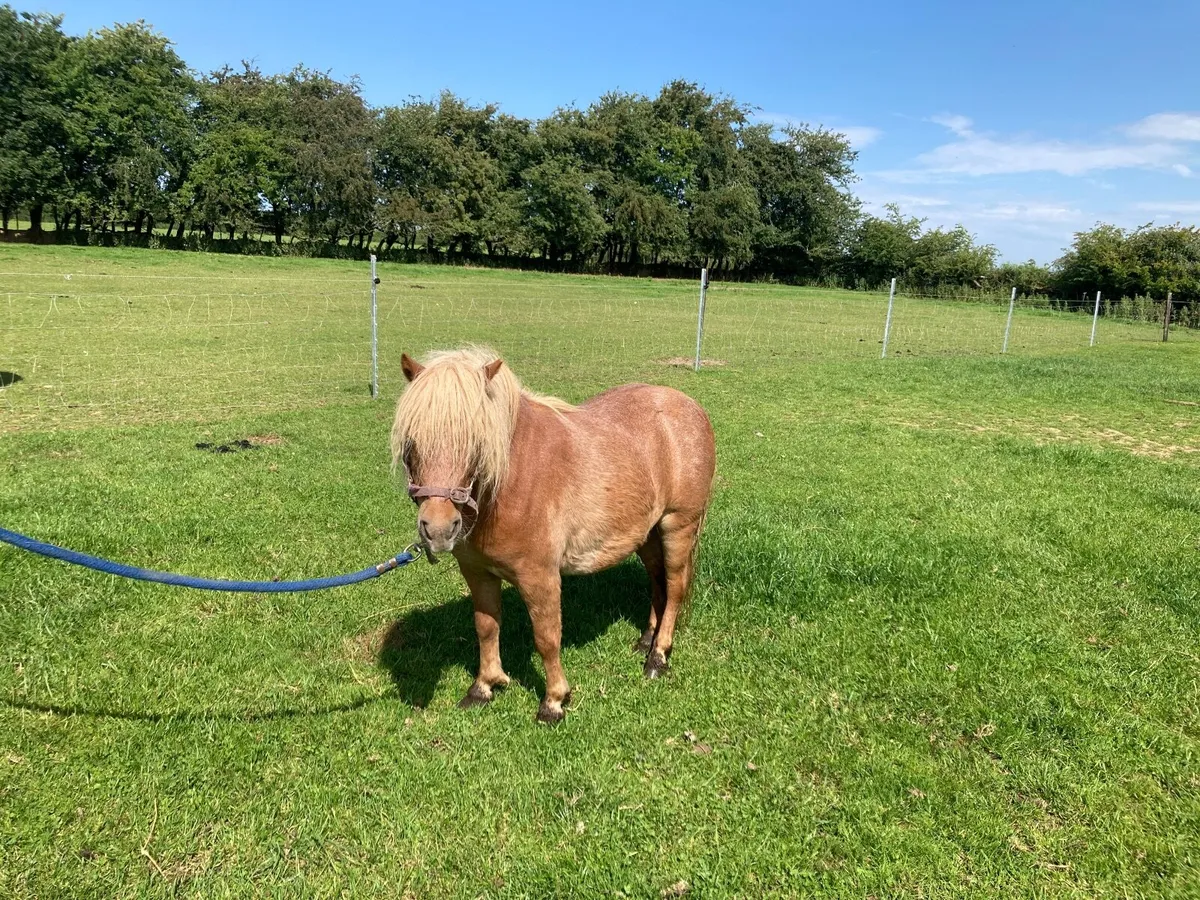Miniature mares - Image 1