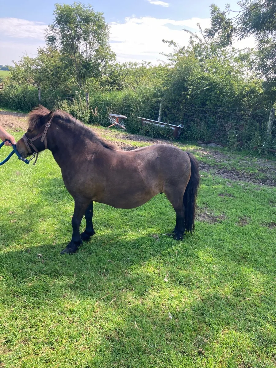 Miniature mares - Image 2