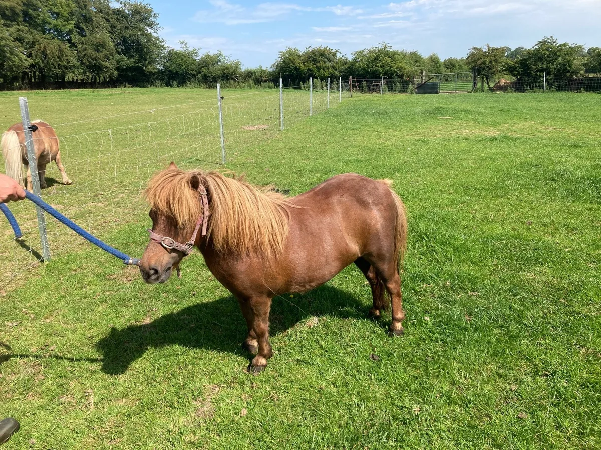 Miniature mares - Image 3