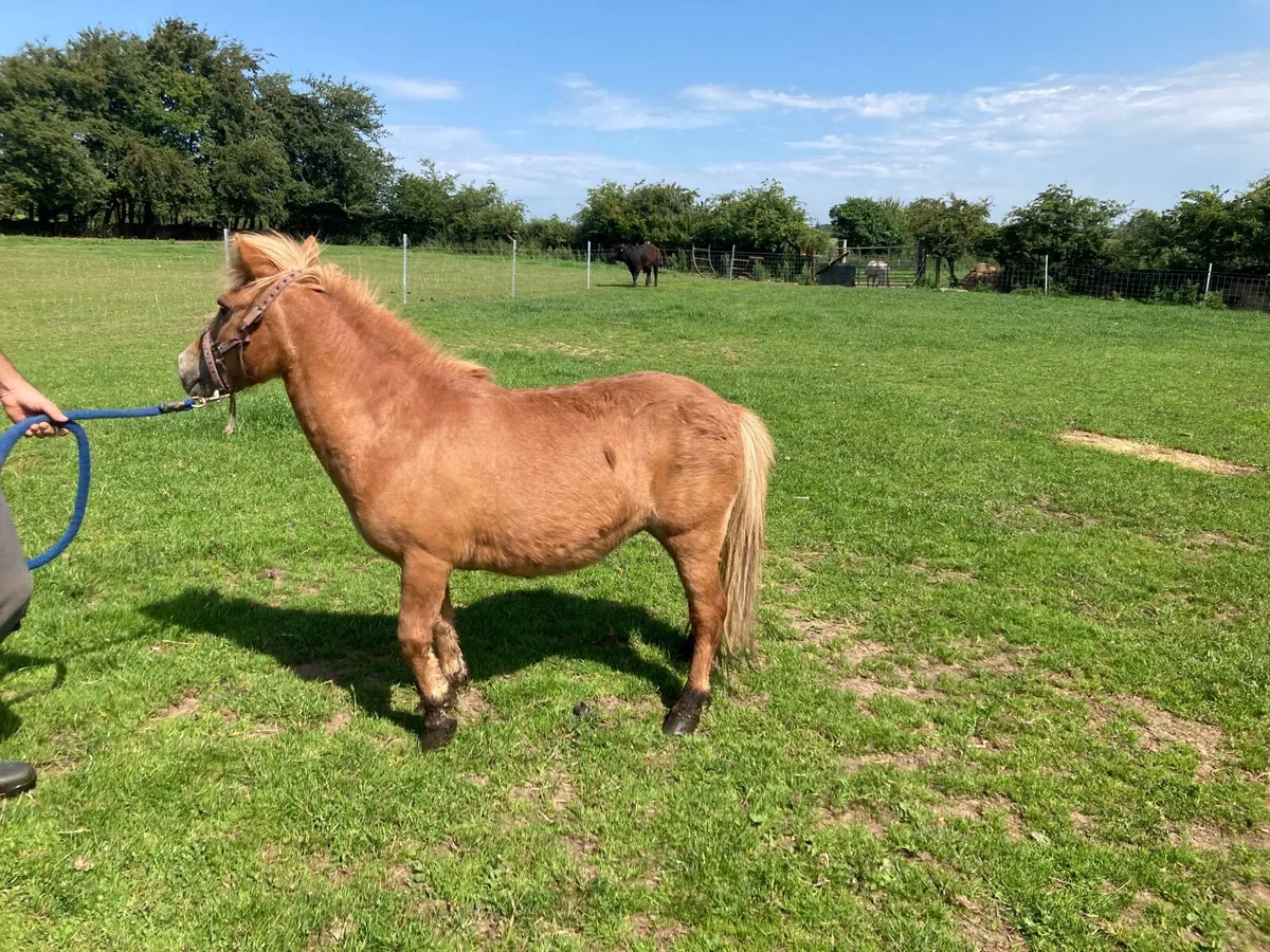 Miniature mares - Image 4