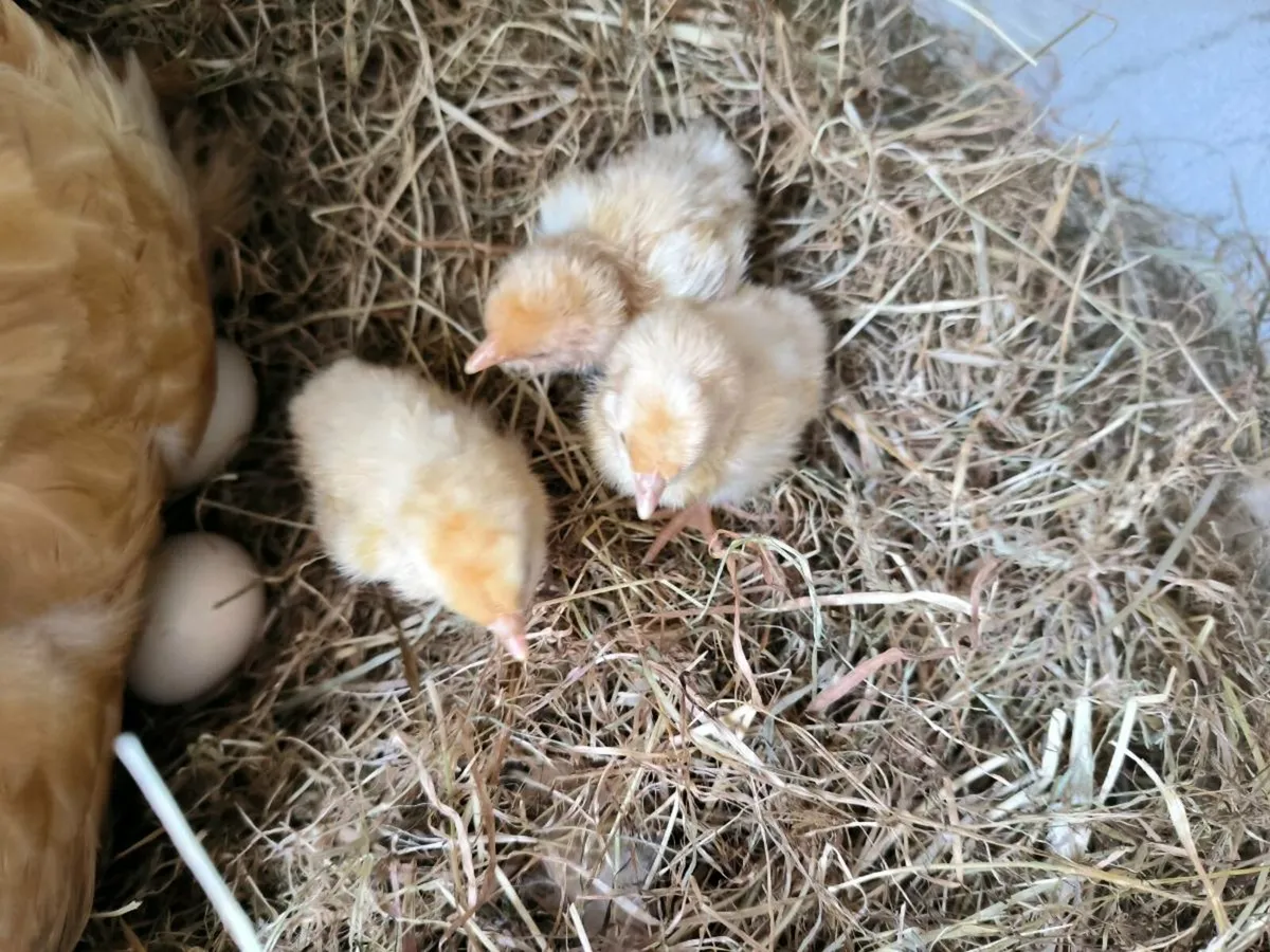 4Buff Orpington chicks