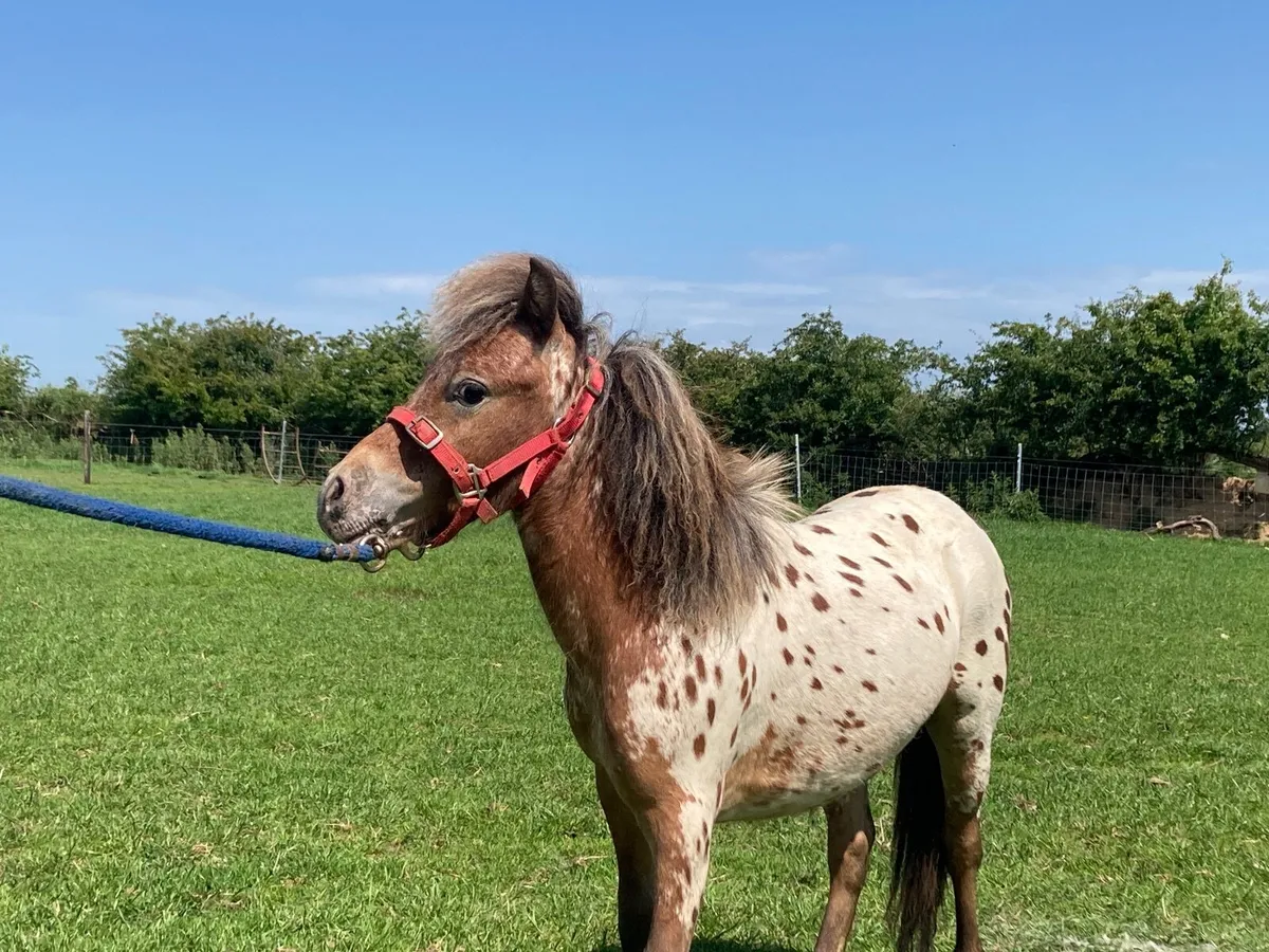 Miniature Yearling Colts - Image 1