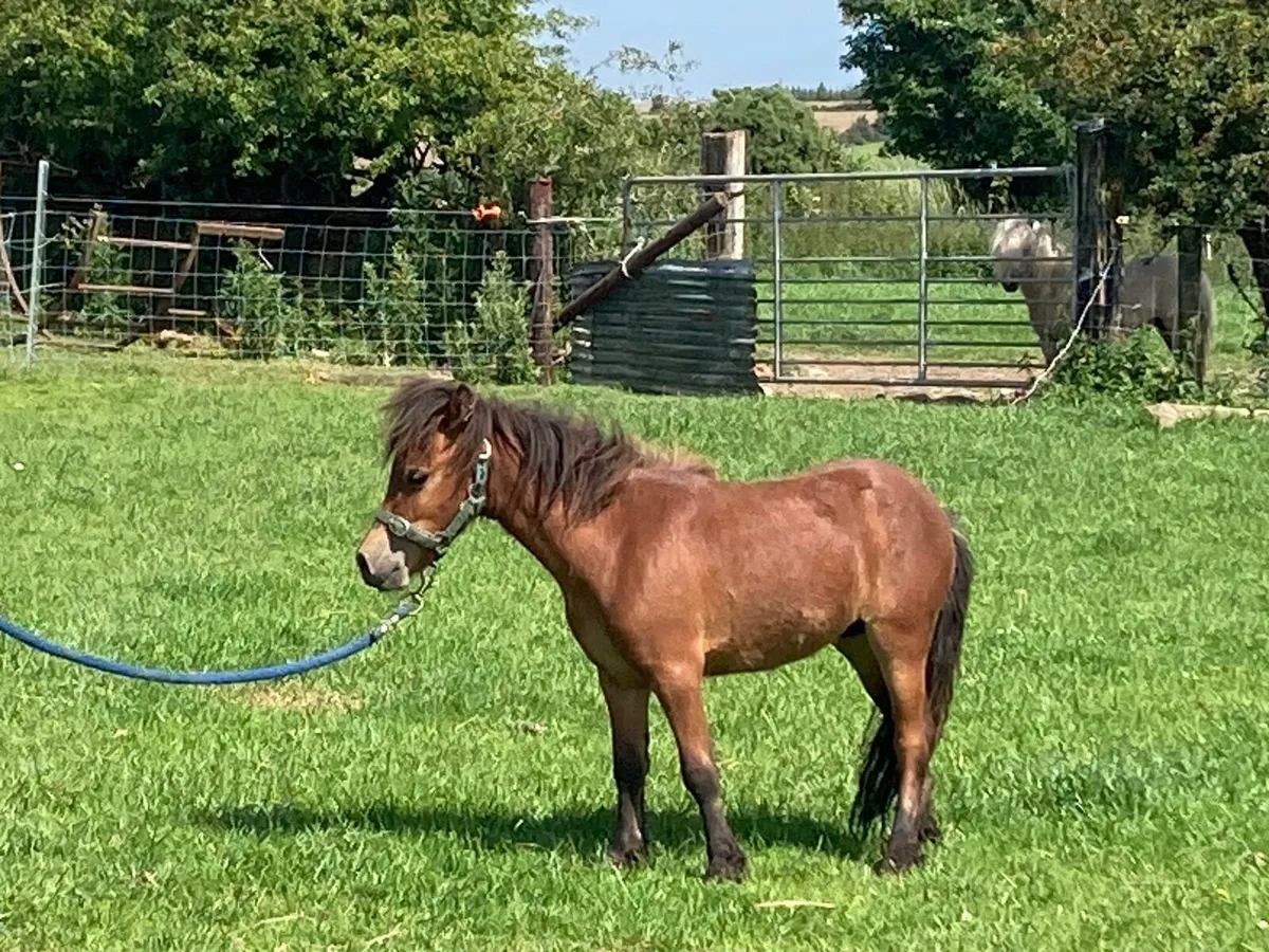 Miniature Yearling Colts - Image 3