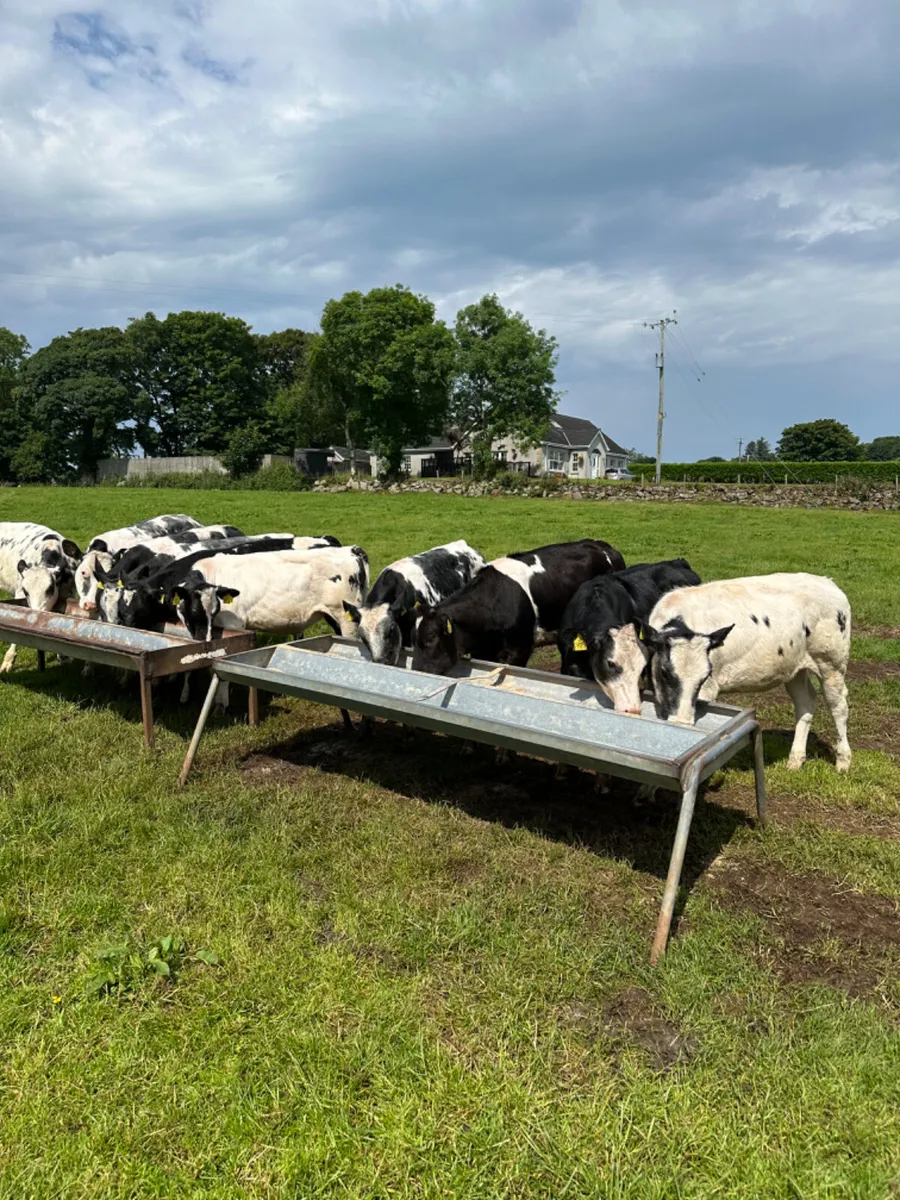 Blue heifers - Image 1