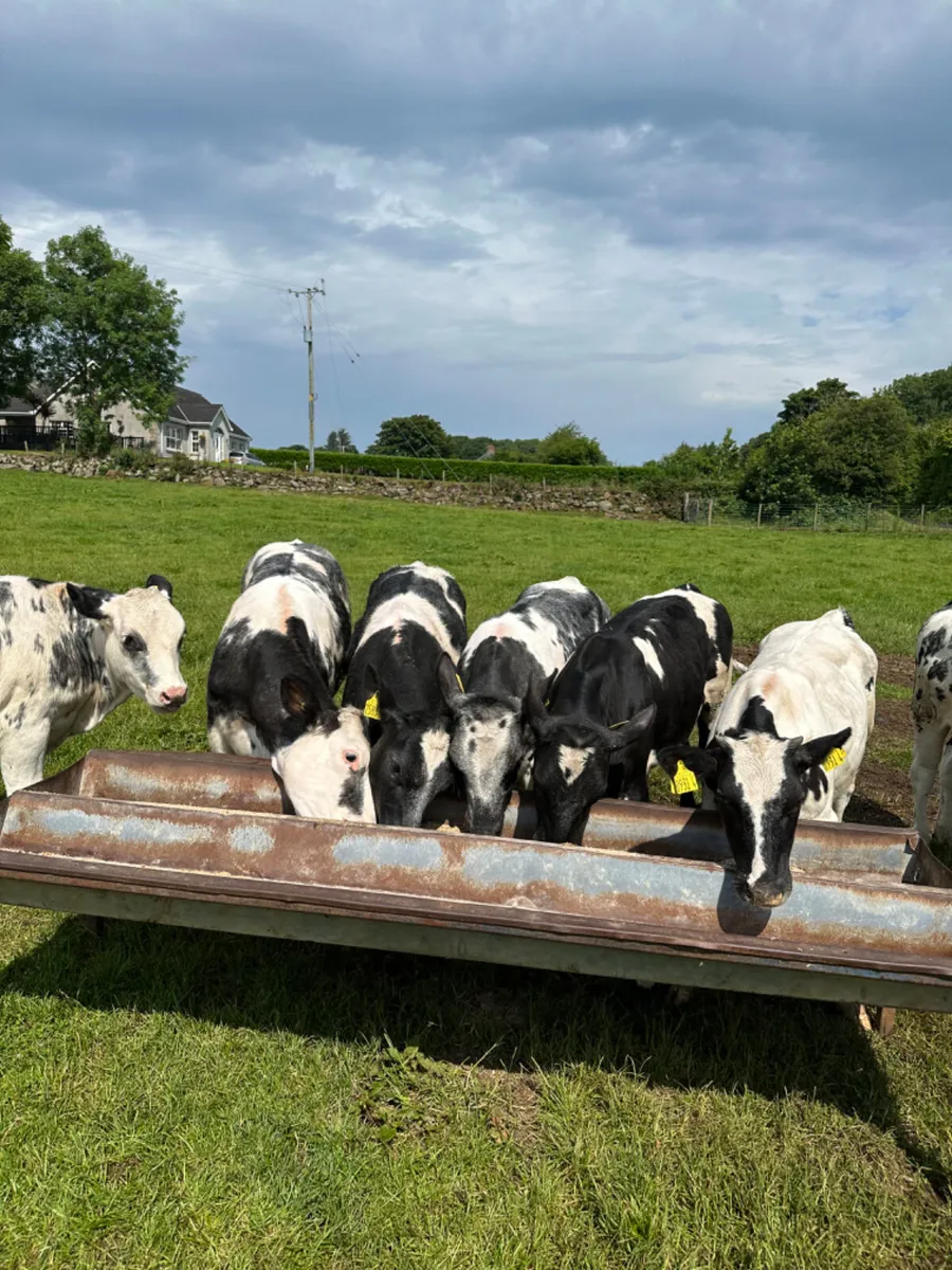 Blue heifers - Image 2