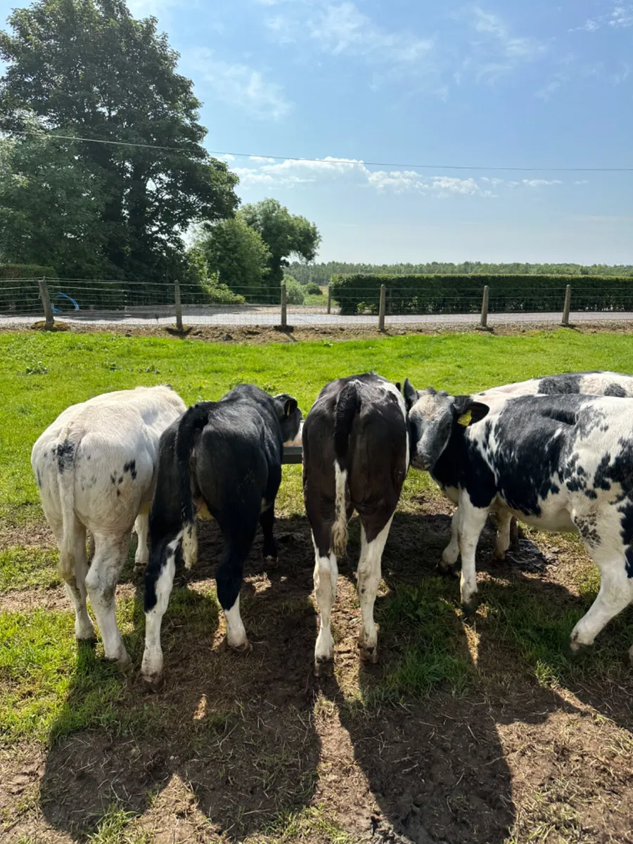 Blue heifers - Image 4