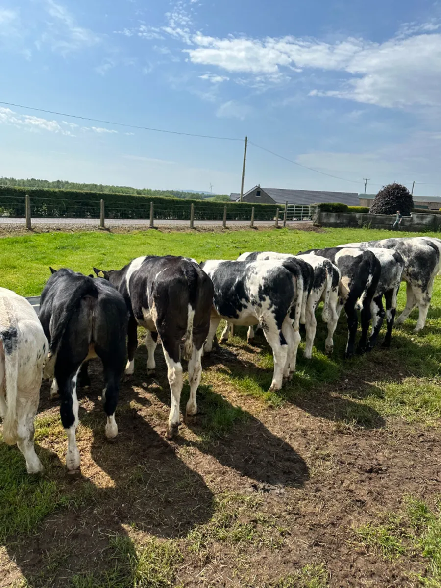 Blue heifers - Image 3