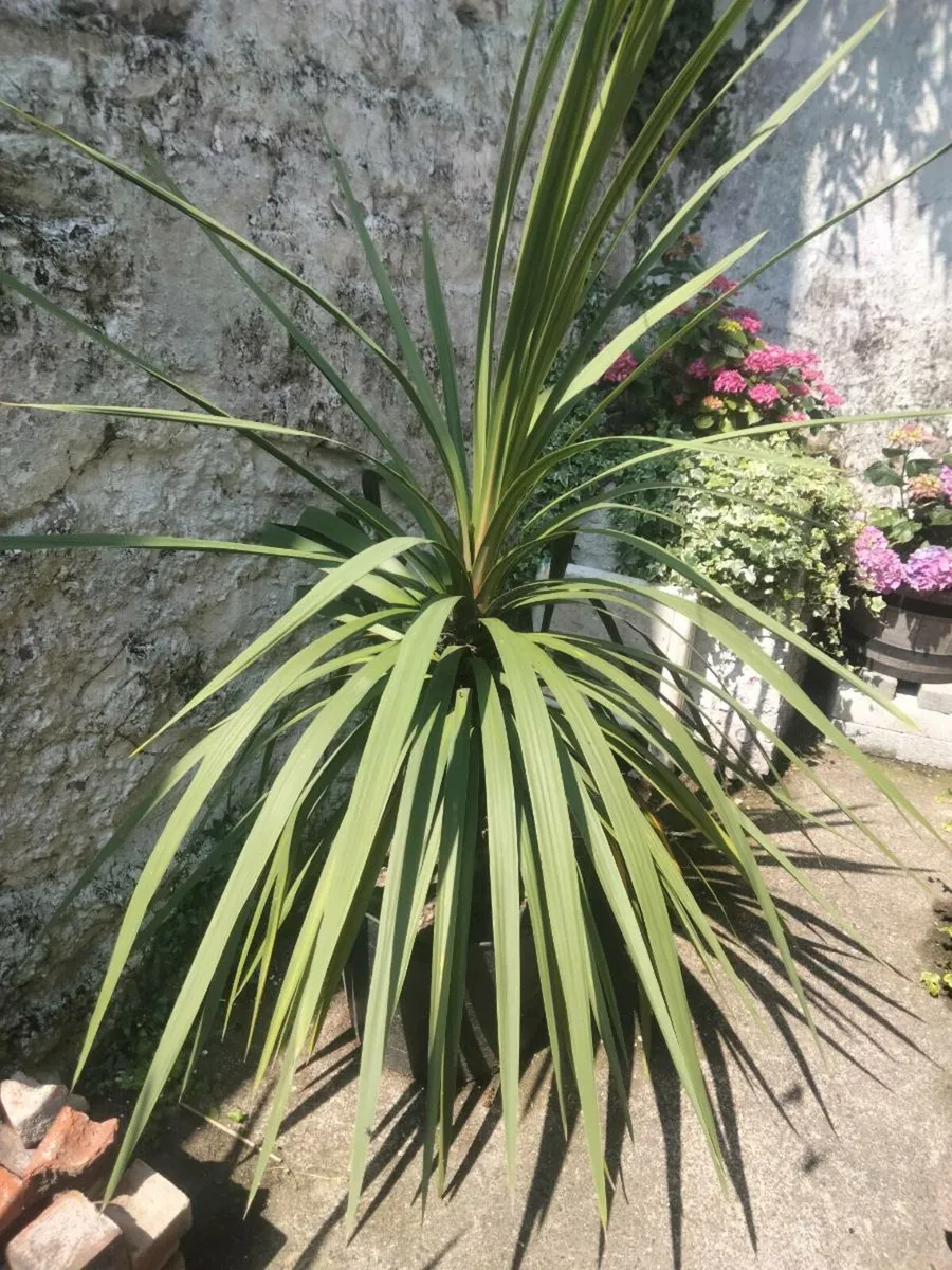 Two Cordeline plants - Image 1