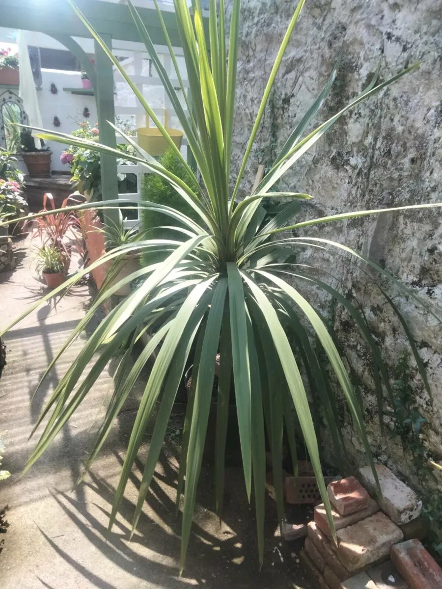 Two Cordeline plants - Image 2