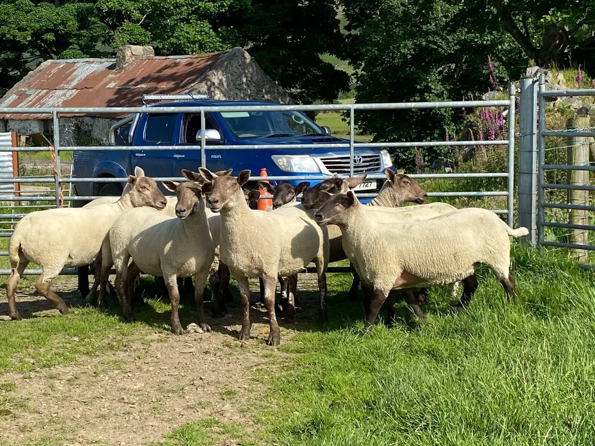 🐑🔥 🔥 10 x Suffolk X Hoggets for sale 🔥🔥🐑 - Image 1