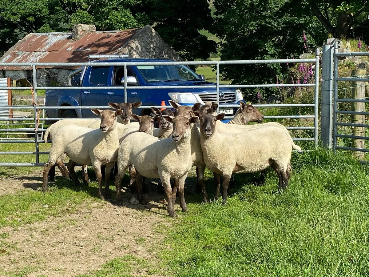 🐑🔥 🔥 10 x Suffolk X Hoggets for sale 🔥🔥🐑 - Image 2