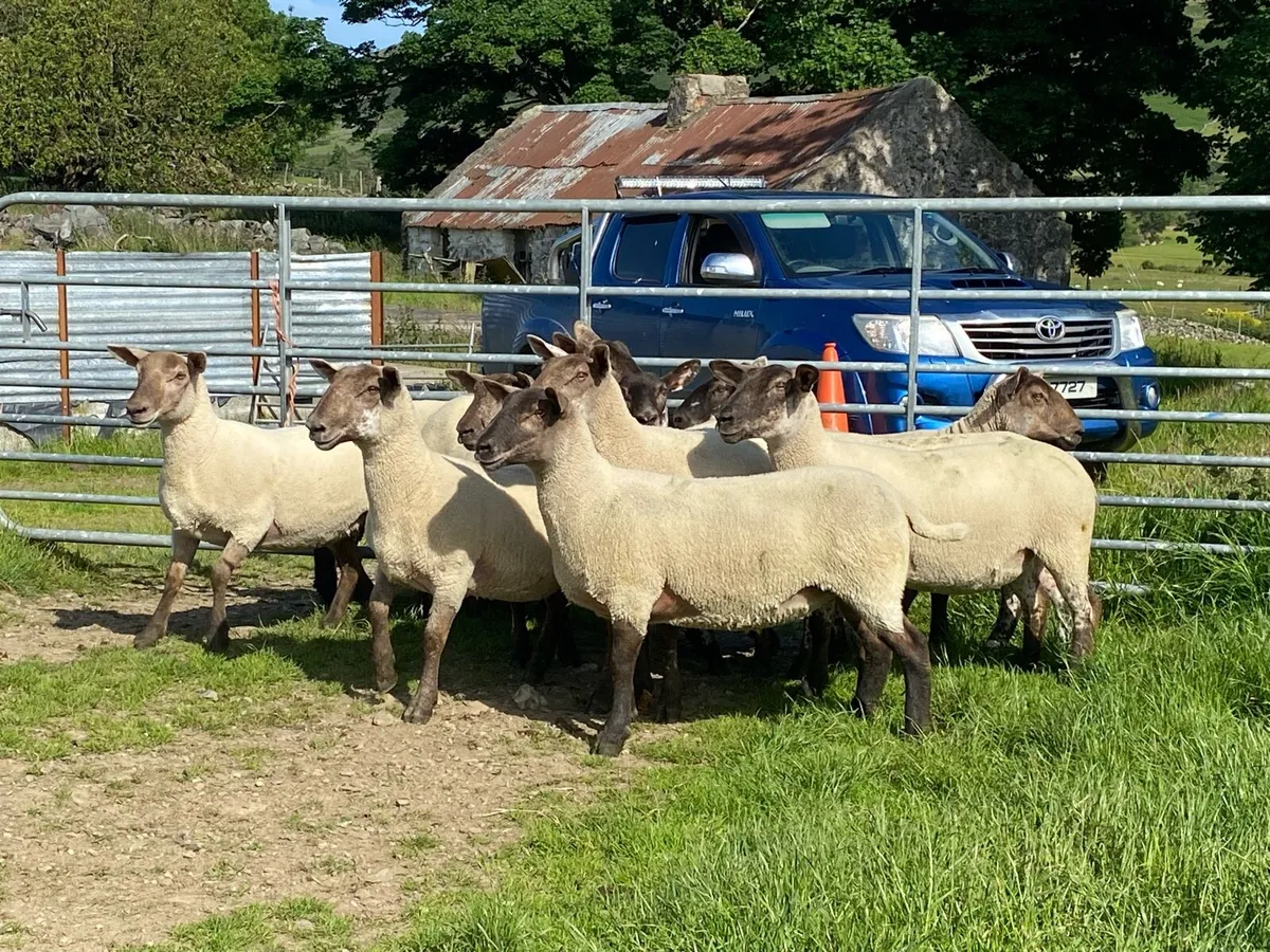 🐑🔥 🔥 10 x Suffolk X Hoggets for sale 🔥🔥🐑 - Image 4