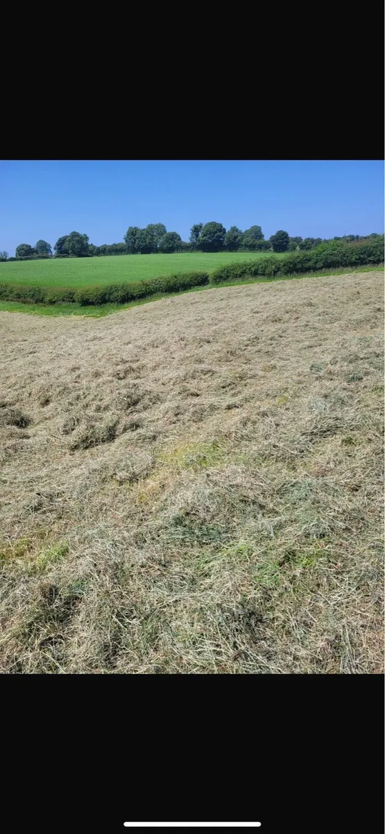 Hay - Image 3