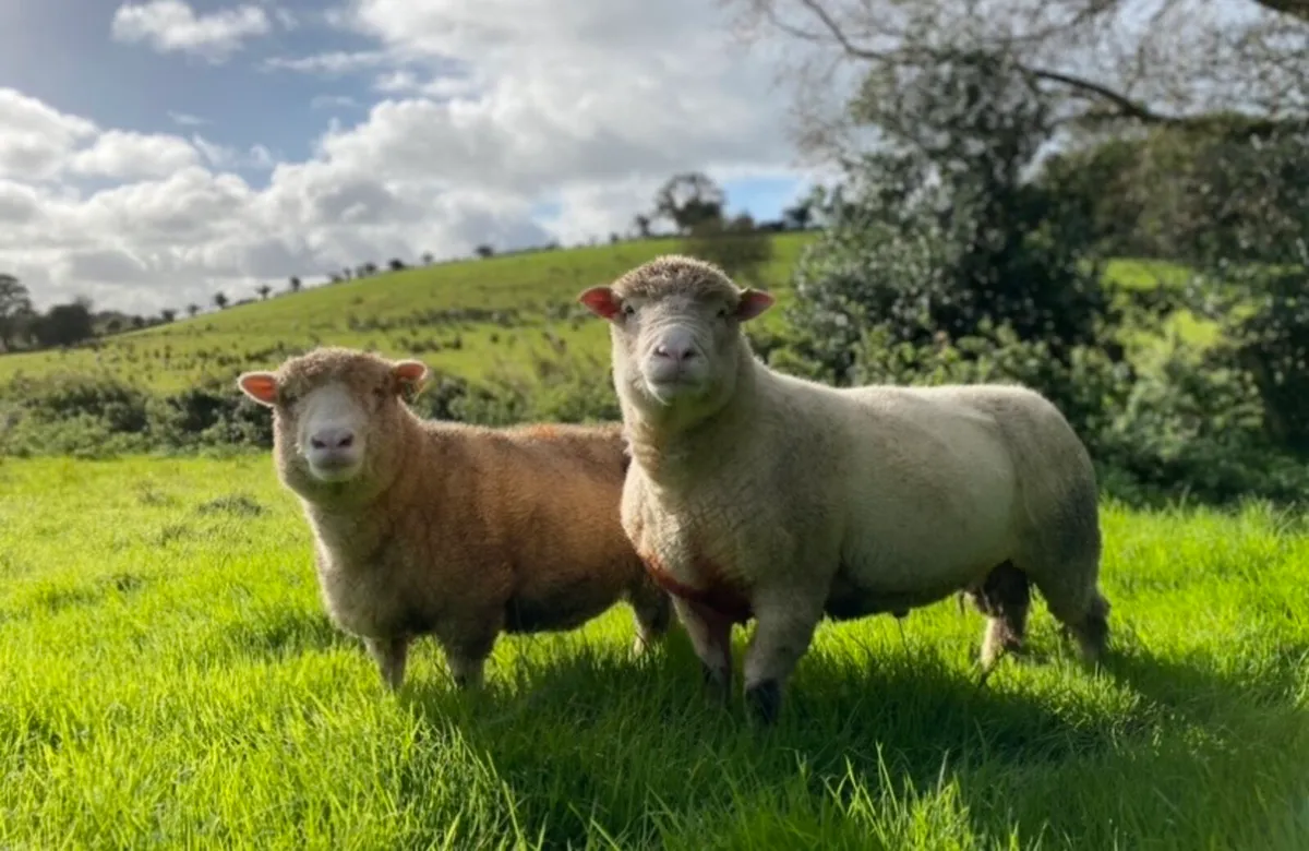 Dorset Teaser For Hire