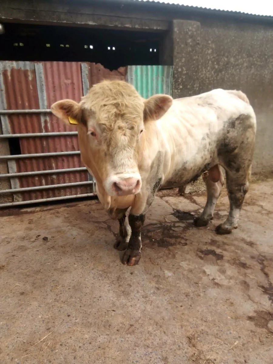 Pedigree Charolais Bull for Sale - Image 1