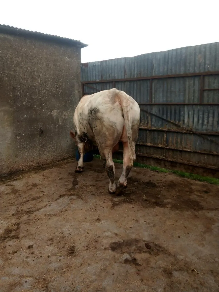 Pedigree Charolais Bull for Sale - Image 2