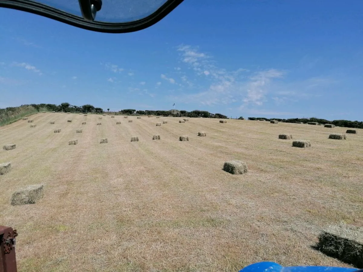 Hay - organic - small squares and round bales