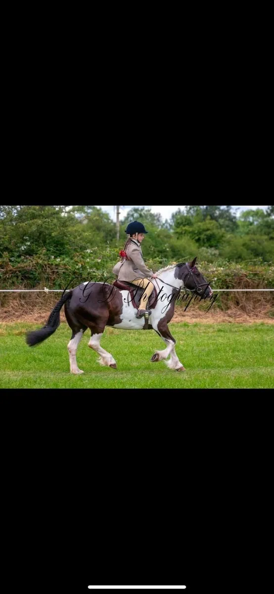 Stunning child’s pony - Image 1