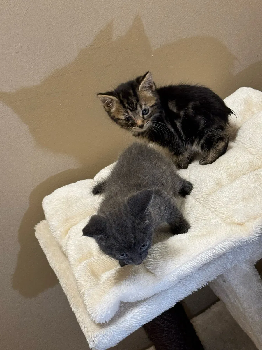 Cats - Image 1