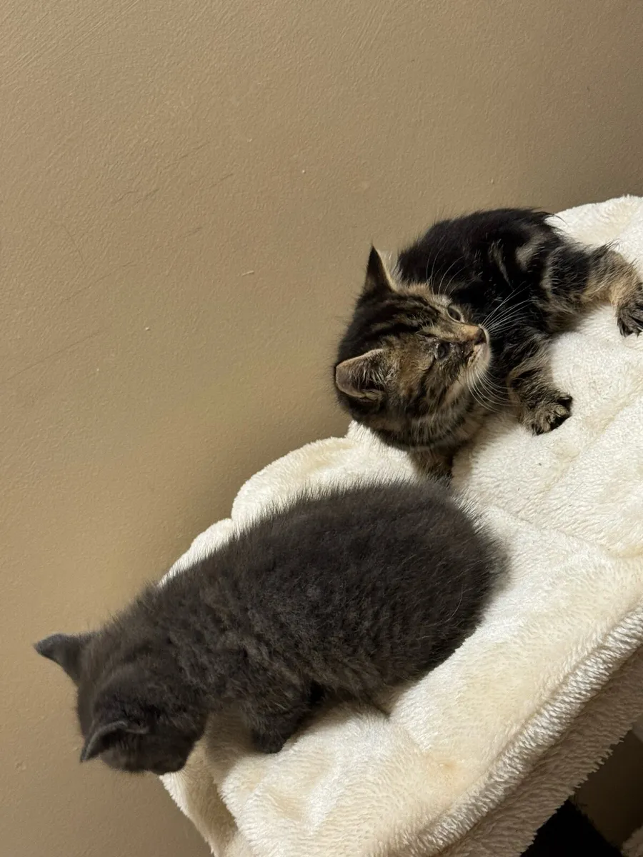 Cats - Image 2
