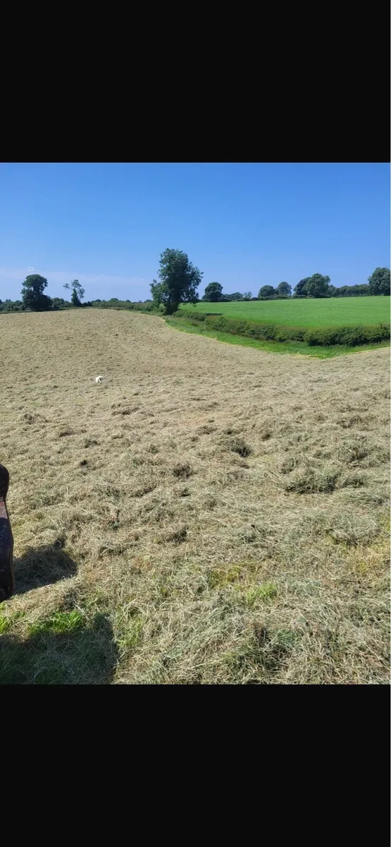 Hay - Image 1