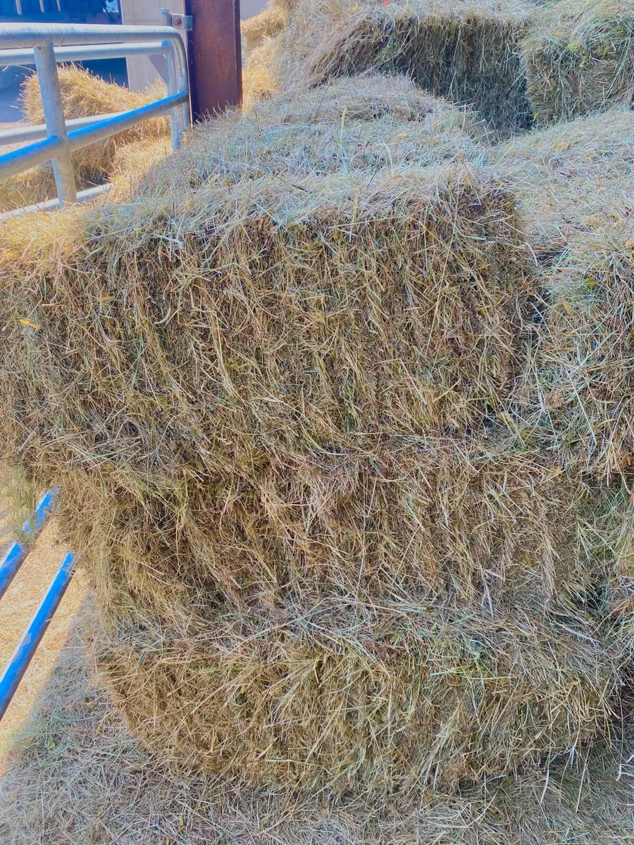 Hay - Image 1