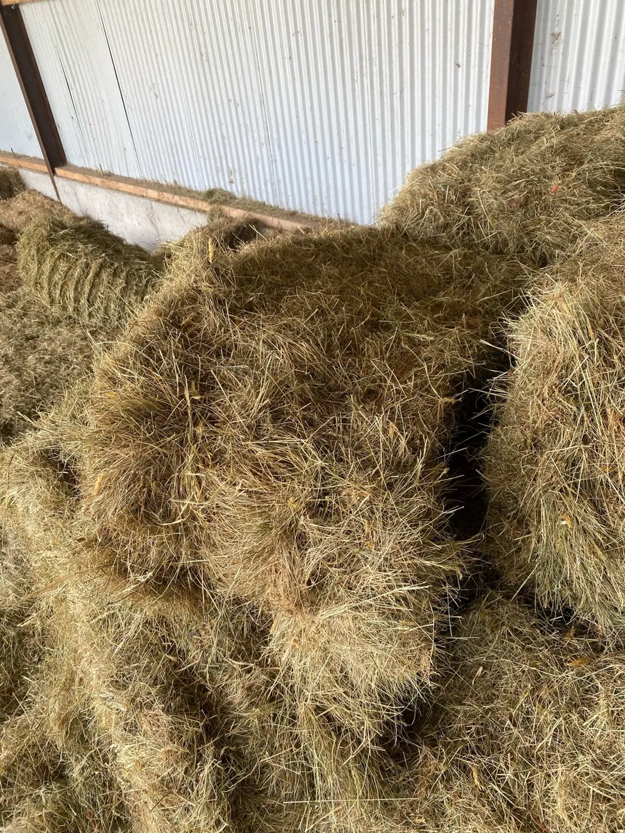 Hay - Image 2