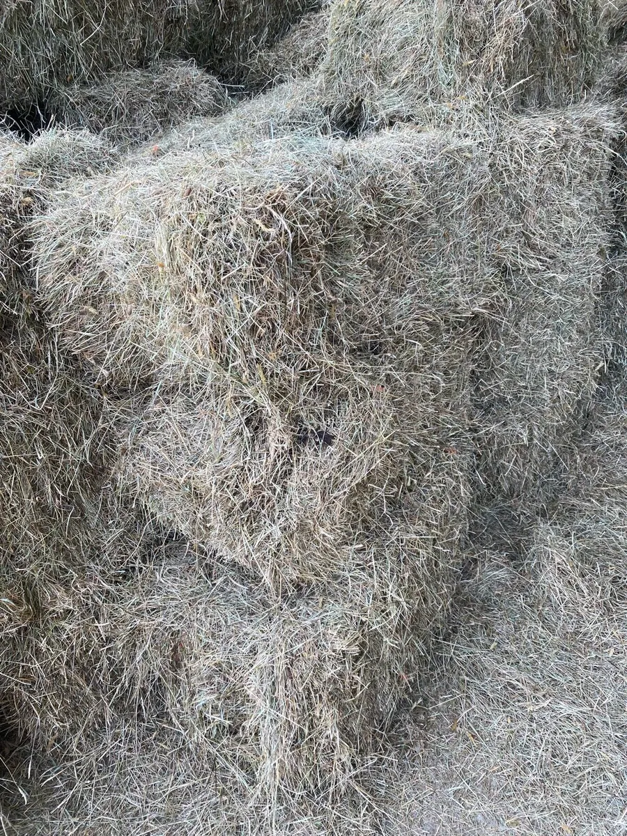 Hay - Image 3
