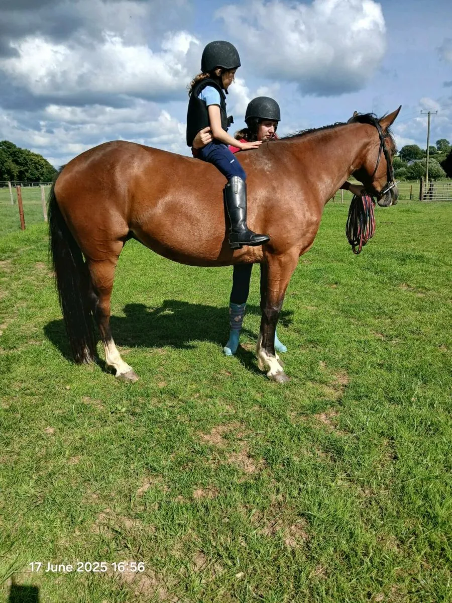 3yo filly for sale - Image 1