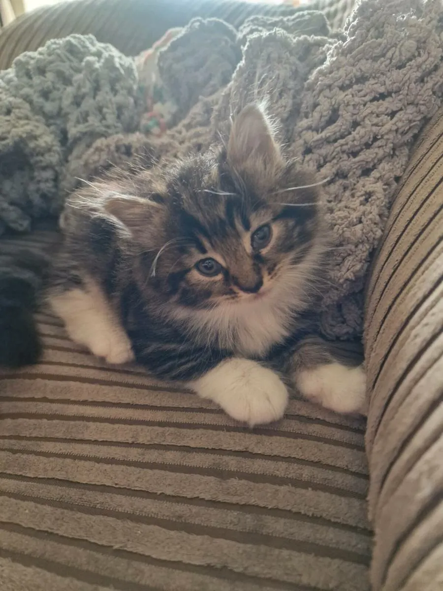 Kittens - Image 1