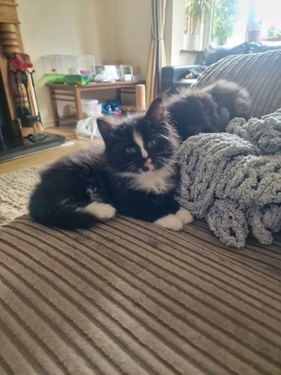 Kittens - Image 2