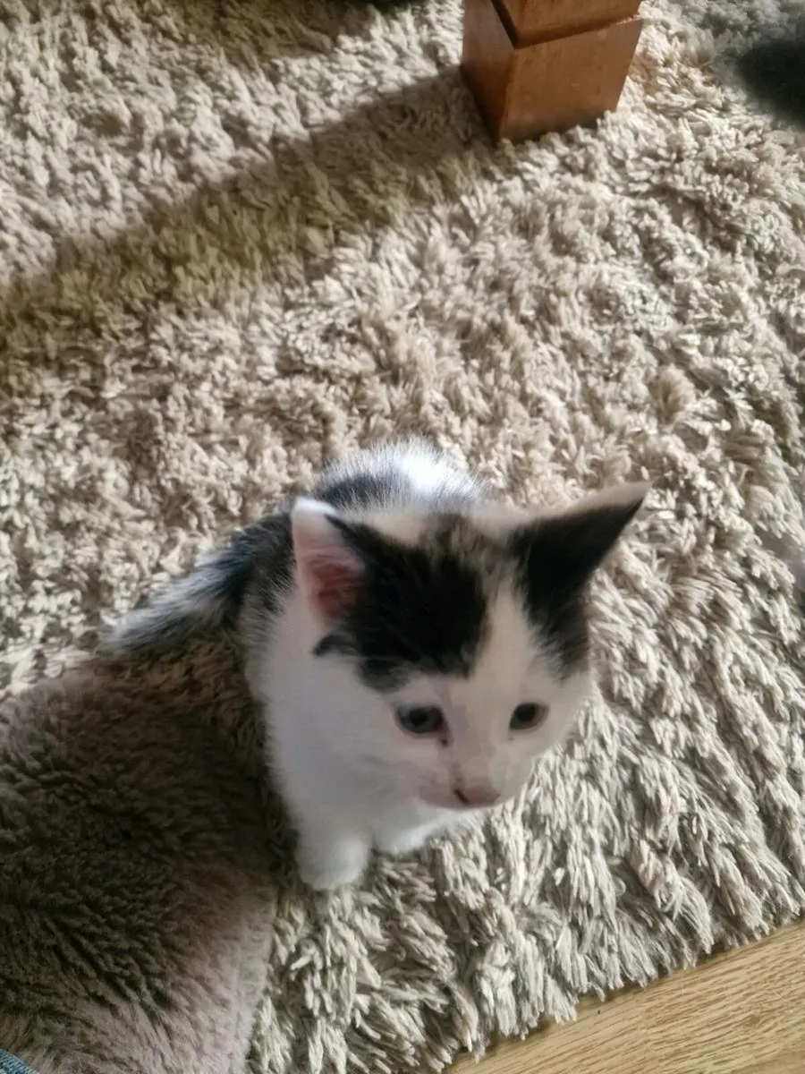 Kittens - Image 3