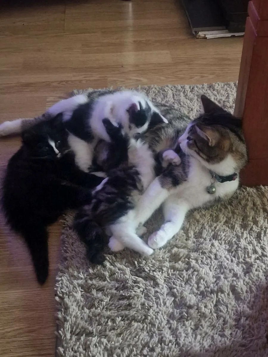 Kittens - Image 4