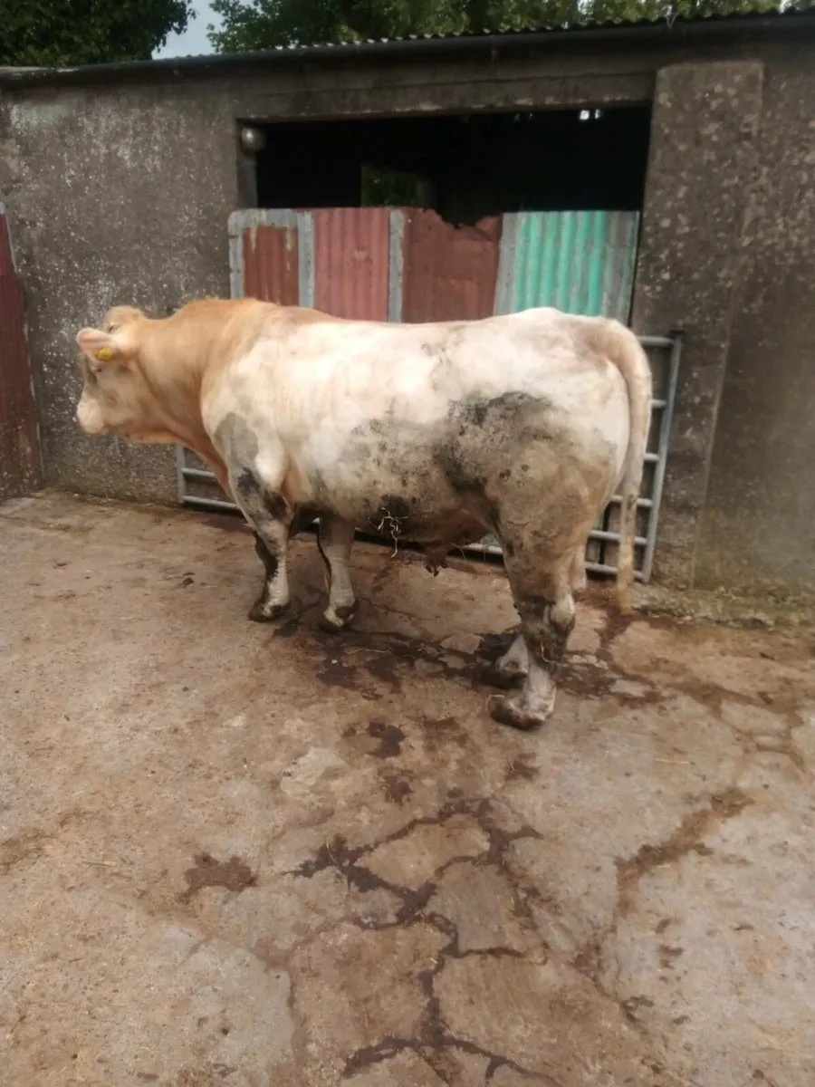 Pedigree Charolais Bull for Sale - Image 4