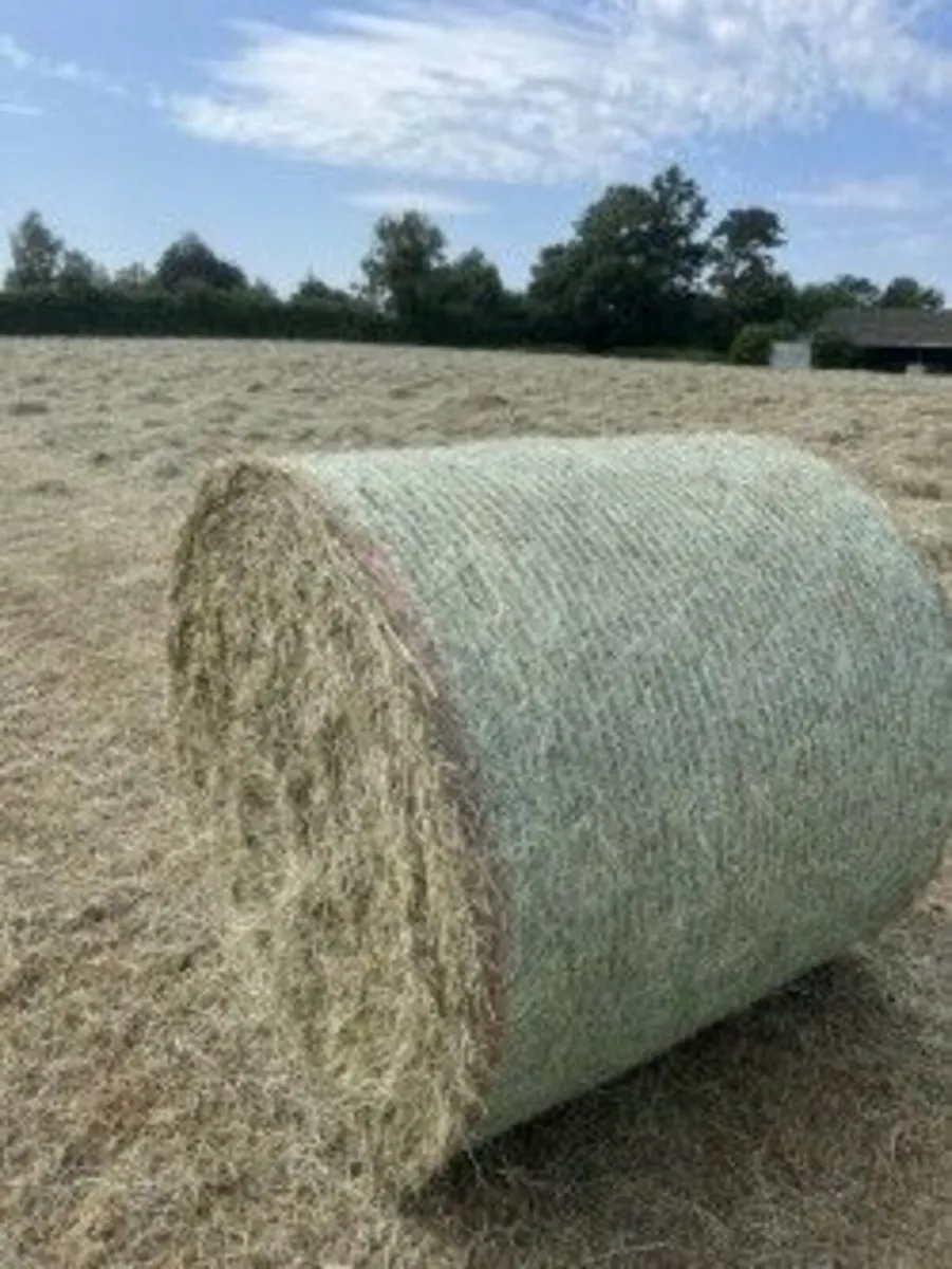 Hay - Image 2