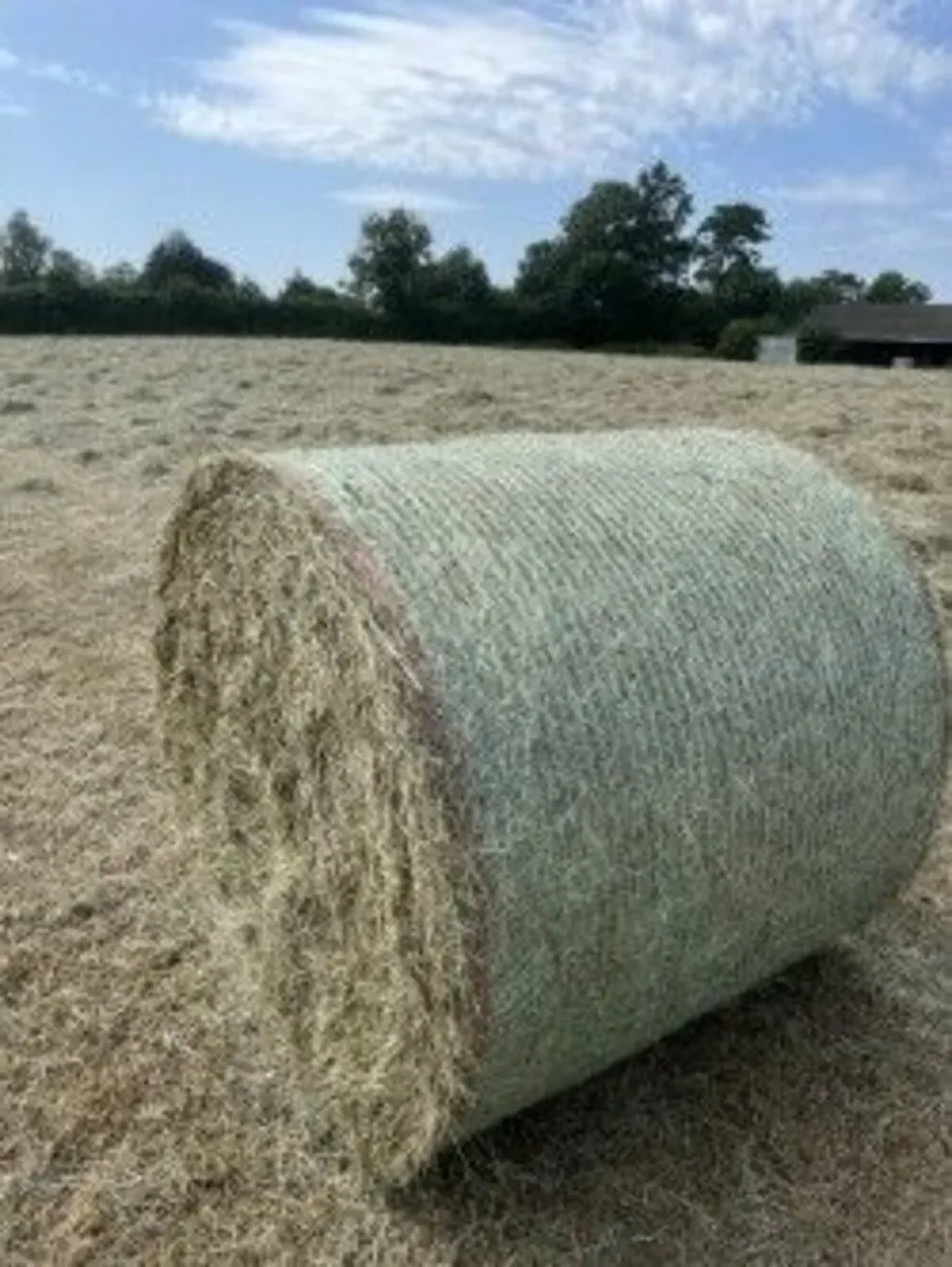 Hay - Image 3