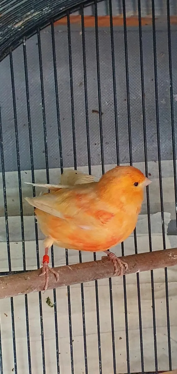 Canary - Image 1