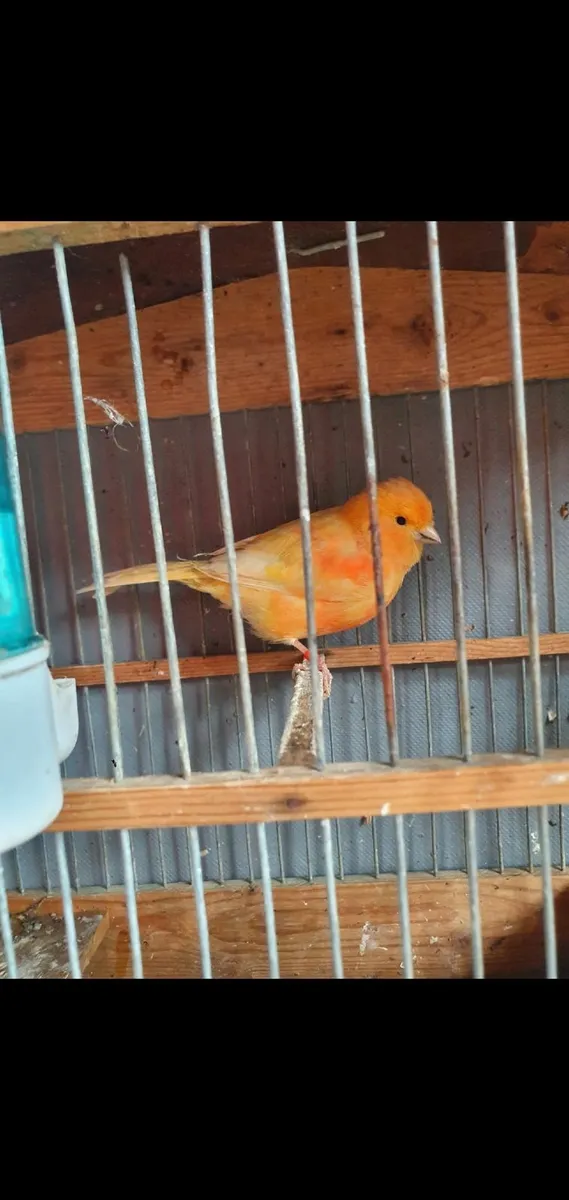 Canary - Image 2