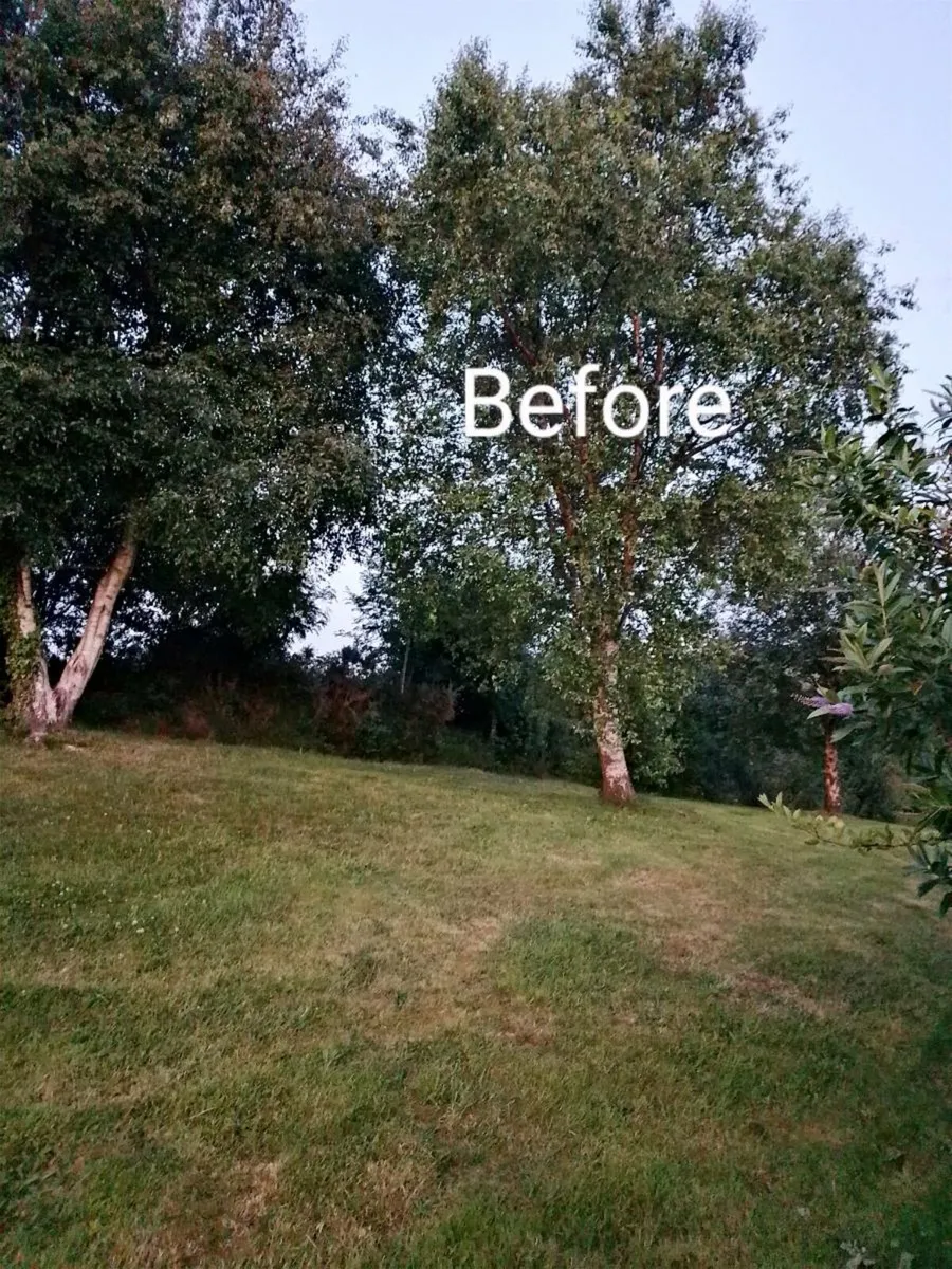 Affordable Tree Services - Image 1