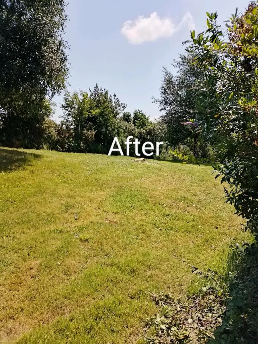 Affordable Tree Services - Image 2