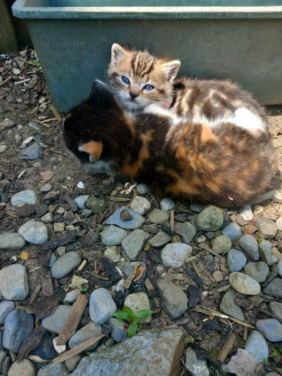 Kittens - Image 1
