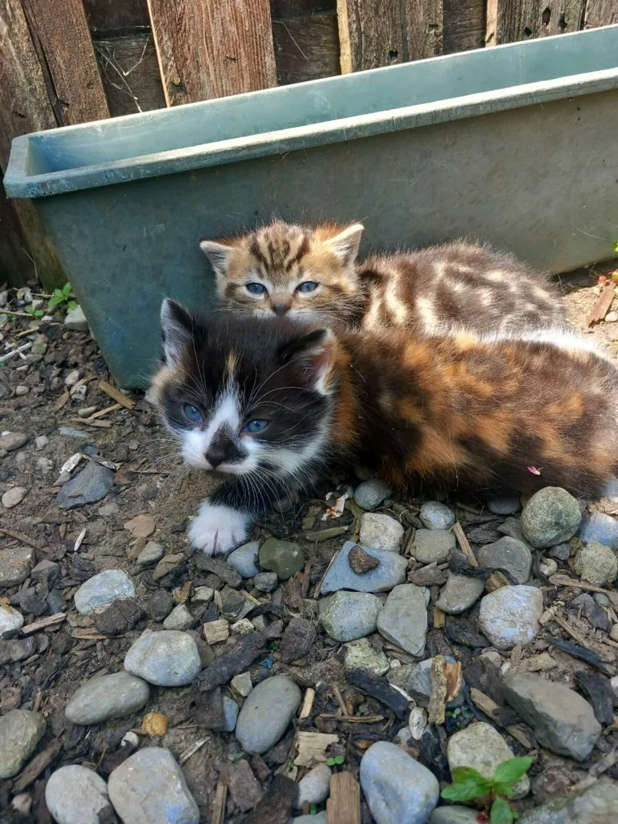 Kittens - Image 2