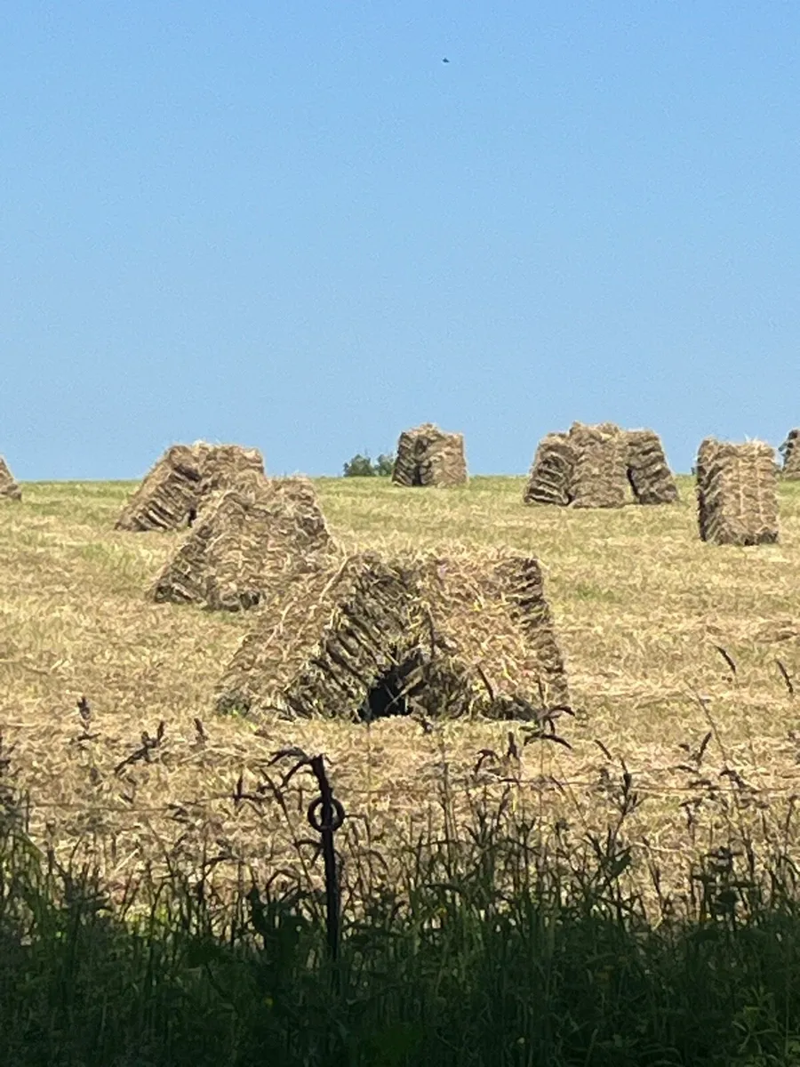 Square Bales of Hay - Image 1