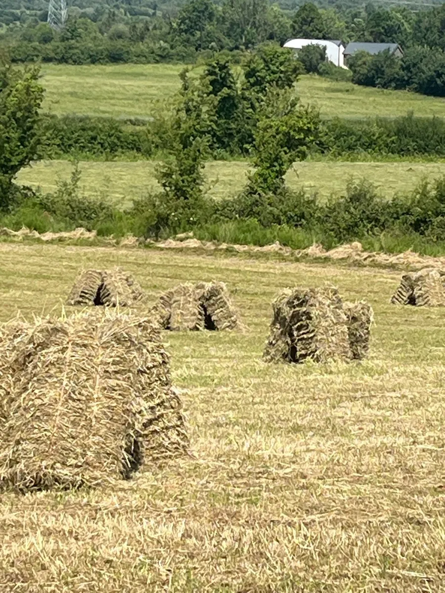 Square Bales of Hay - Image 2
